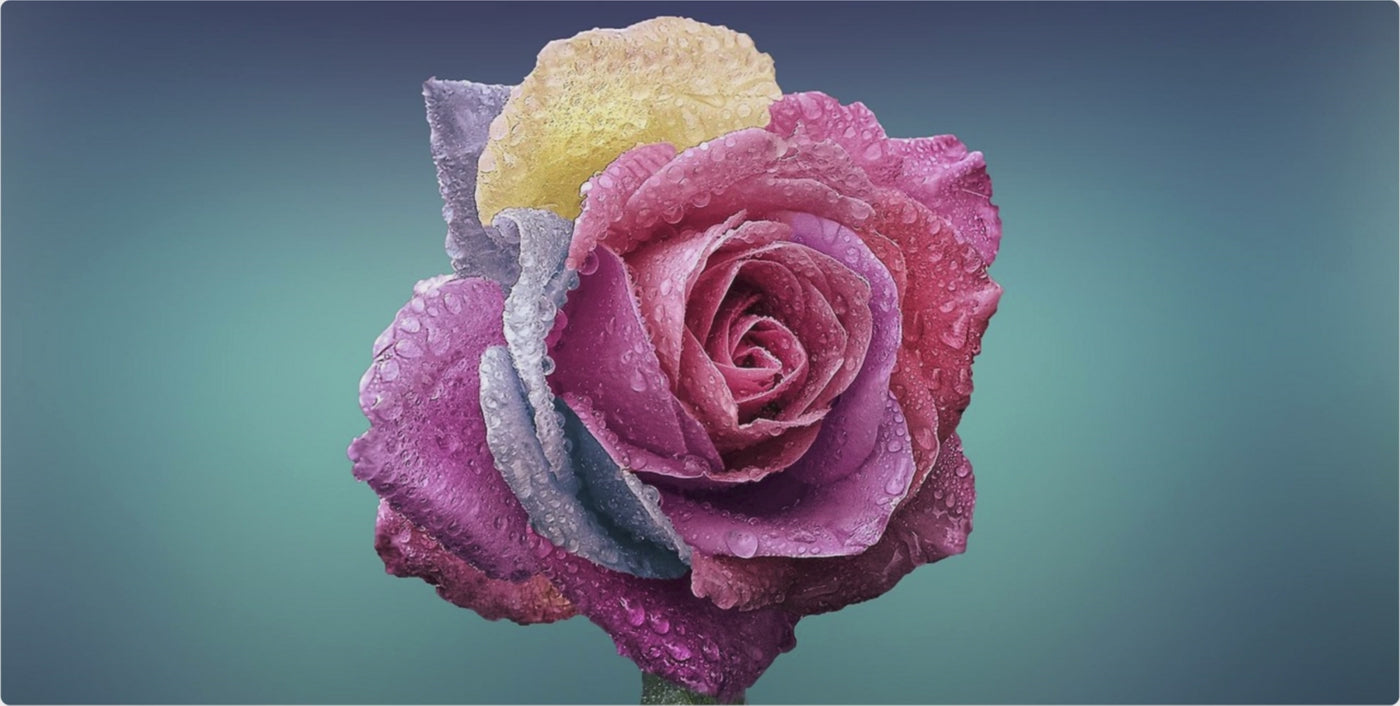 You're Not Buried Animated Rose